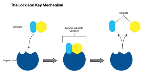 "Lock and Key" model of enzyme action illustrates that a particular ...