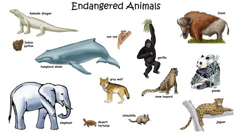 Picture of Endangered Animals with Names for Kids - HD Wallpapers ...