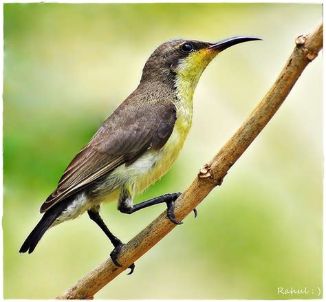 PORTRAIT OF A LADY | Female Purple Sunbird (Nectarinia asiat… | Rahul ...