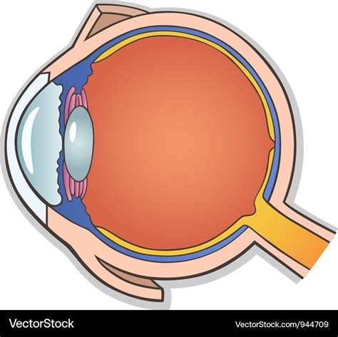 Human eye cross section Royalty Free Vector Image