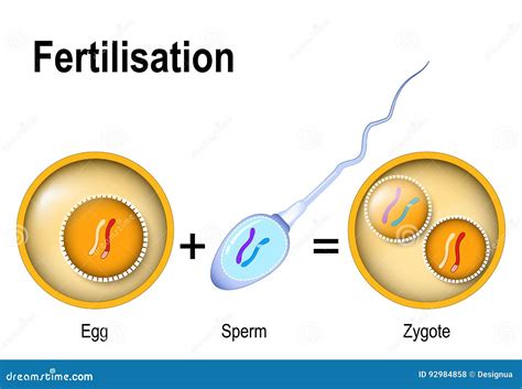 Fusion of Two Haploid Gametes To Form a Diploid Zygote. Stock Vector ...