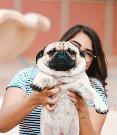 The 177 Most Popular Pug Names | The Dog People