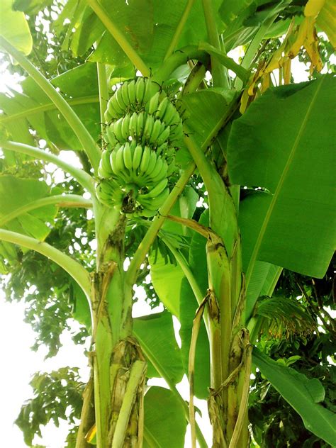 Musa paradisiaca – Acacia LLC