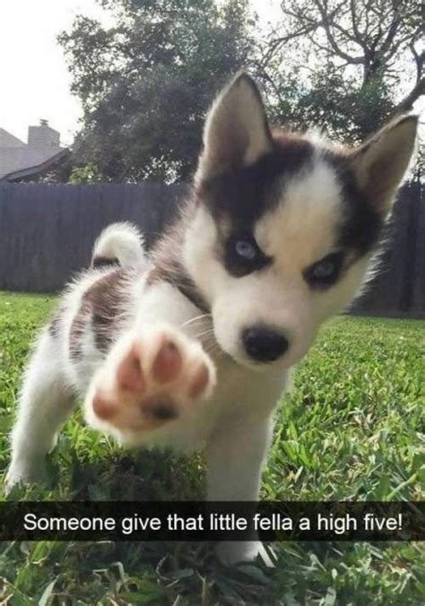 Fresh Animal Memes To Mix In Your Morning Coffee Cute Husky, Husky ...