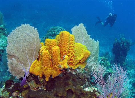 Sponges https://www.worldanimalfoundation.com/advocate/wild-animals ...