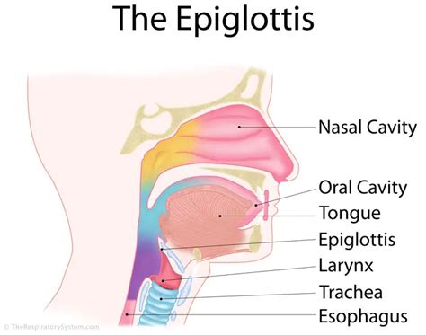 Epiglottis Definition, Location, Functions, and Pictures