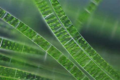 Algae's ability to photosynthesise boosted by light-harvesting plastic ...