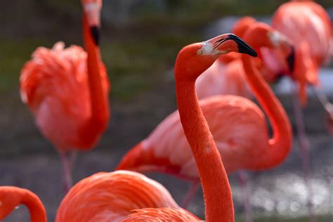 Caribbean Flamingo | The Maryland Zoo