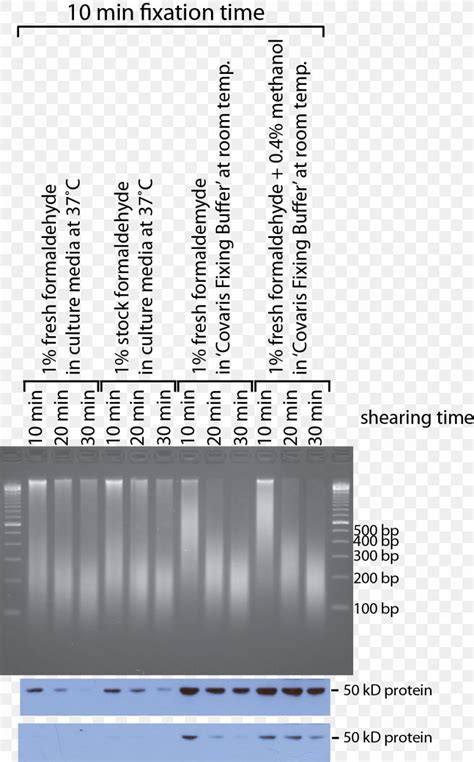 Sonication Covaris, Inc. Chromatin ChIP-sequencing DNA, PNG, 993x1598px ...