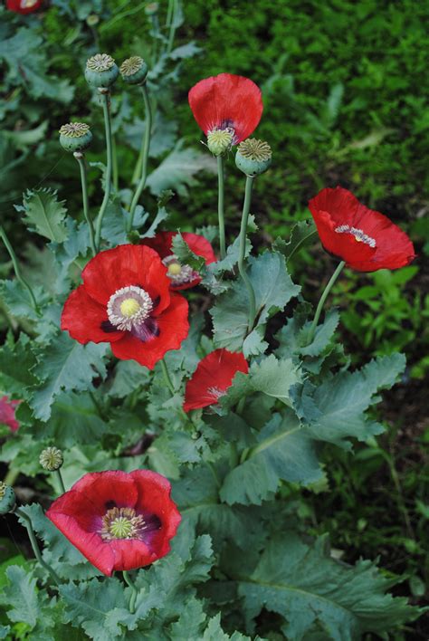 The Opium Poppy: A true garden Beauty.