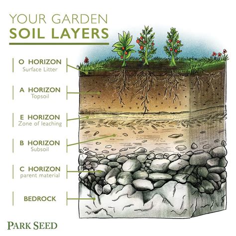 Soil Roots And So Much More Official Blog Of Park Seed Soil Layers Soil ...