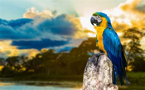 Parrot Wallpapers - Top Những Hình Ảnh Đẹp