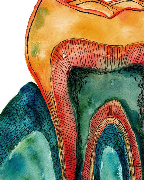 Tooth Bone and Gingiva Watercolor Print Abstract Dental | Etsy