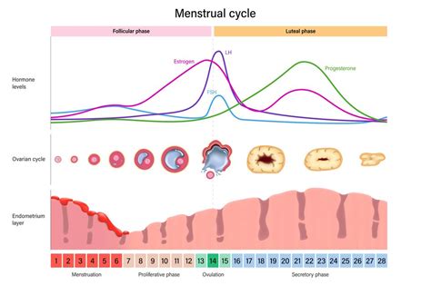 The Stages of Menstrual Cycle and Hormone Levels, Explained