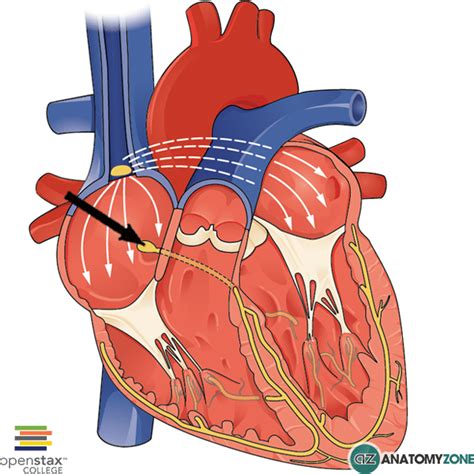 Atrioventricular Node - AnatomyZone