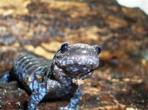 Blue Spotted Salamander Search For All Ages (With images) | Salamander ...