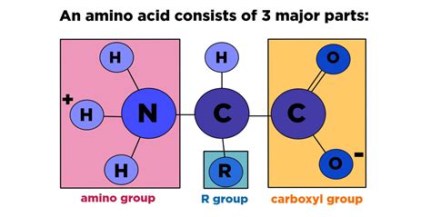 Amino Acid Structure Chart