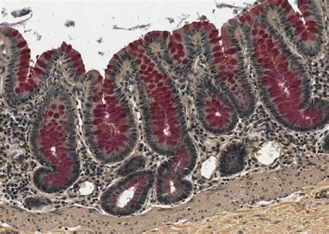 Exocrine glands – Meyers Histology