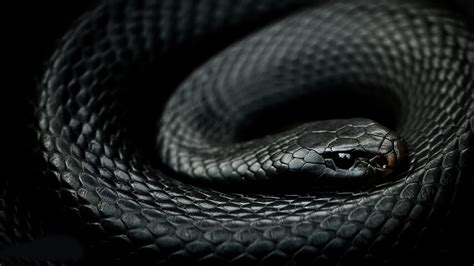 branch, photography, snake, reptiles, nature, wildlife, mamba, HD ...