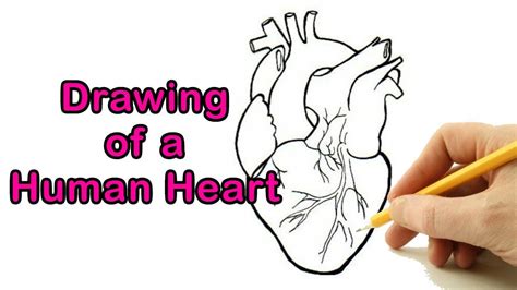 Antagonista maceta interfaz anatomical heart drawing easy Andes Abuelo ...