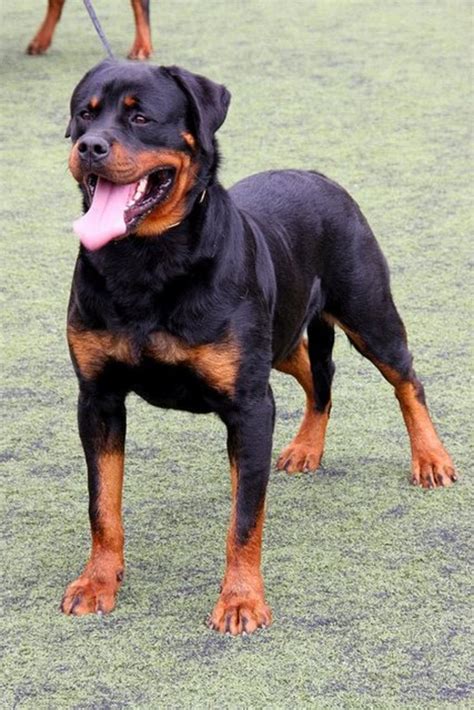 Rottweilers: The Best Family Watchdog - PetHelpful