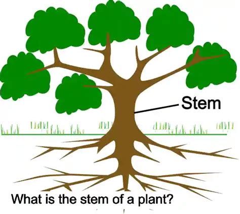 What Is A Stem Of A Plant? Types, Full Information - 2024