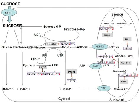 Difference on starch biosynthesis pathways between superior spikelets ...