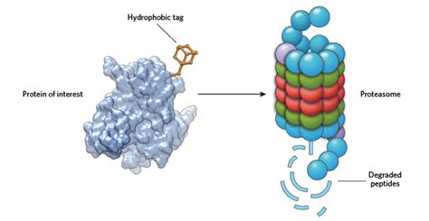 Infographic: Proteasome Basics | The Scientist Magazine®