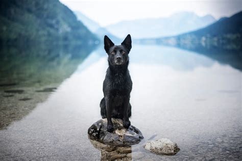 5 Australian Kelpie Breeders The Australians Would Be Proud Of