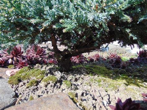 Detailed Juniper Pruning Guide – World of Garden Plants