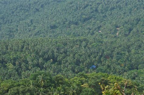 Coconut Farm in Kerala Green Thick Forest Stock Image - Image of forest ...