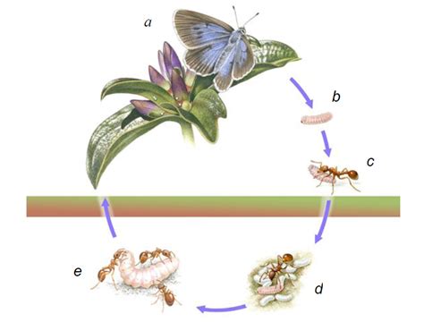 Sciency Thoughts: The taxonomic implications of host preference in ...