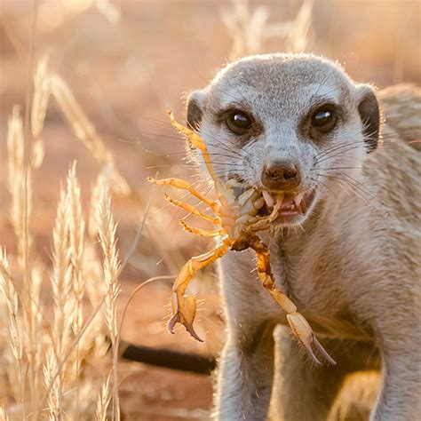 meerkat - Animal Stock Photos - Kimballstock