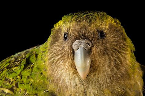 Kakapo or night parrot or owl parrot, Night parrot, Kakapo ...