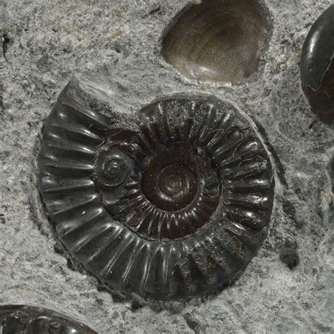 Prototyp Glühen Pegs ammonites fosiles Schilling gegen sich weigern