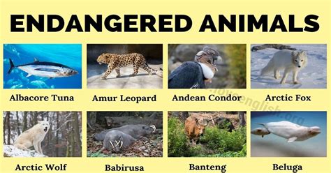 Endangered Animals: Top 90 Most Endangered Species in the World - Love ...