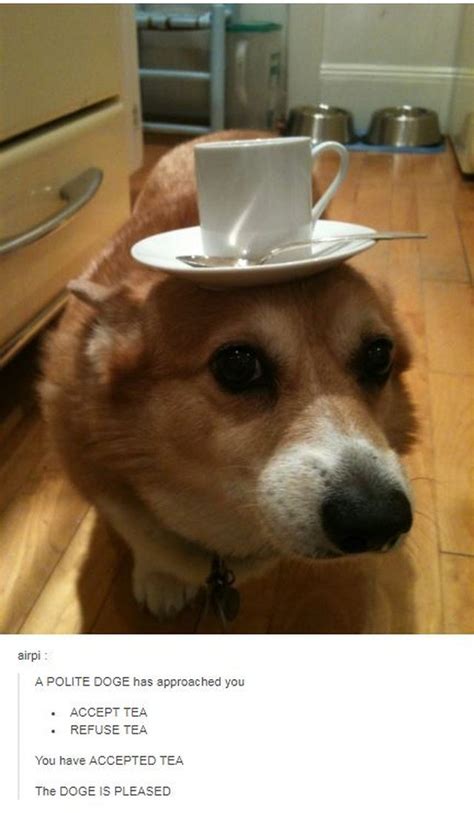 Fat Corgi Memes 35 Funny Memes And Pics To Keep You Up - Anjing Retriever