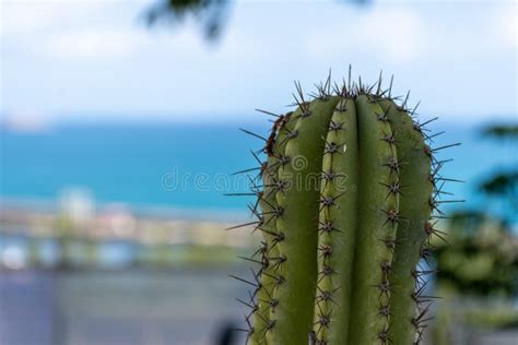 Close Up Saguaro Cactus Flower Stock Image - Image of park, fruit: 31397131