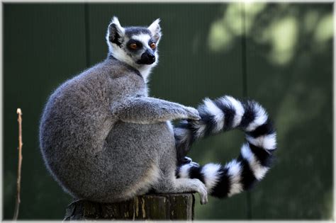 Ring-tailed Lemur 18 Free Stock Photo - Public Domain Pictures