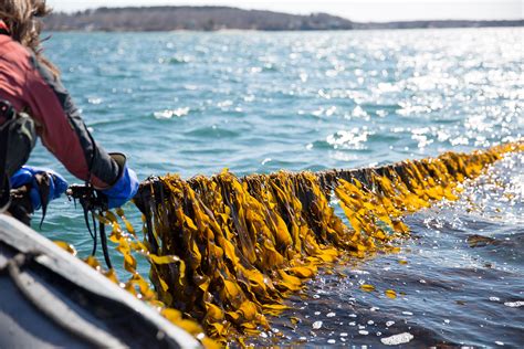 Kelp is the climate-friendly crop that could - Responsible Seafood Advocate