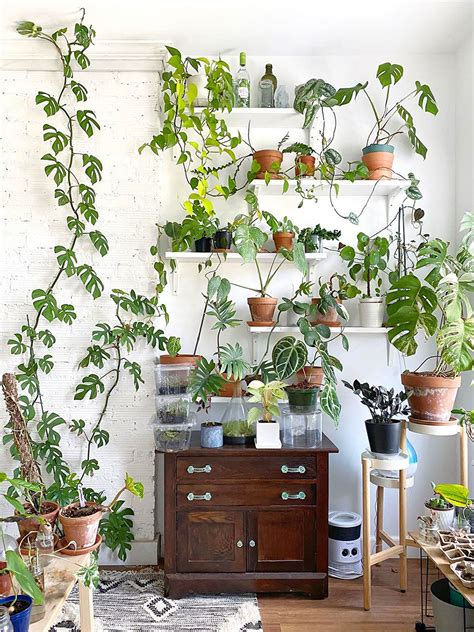 12 Ways to Arrange Your Perfect Indoor Plant Shelf - Domino