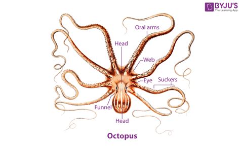 Octopus - Classification, Morphology and Diagram