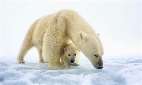 Polar Bear | Species | WWF