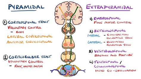 Corticobulbar Tract In Spinal Cord