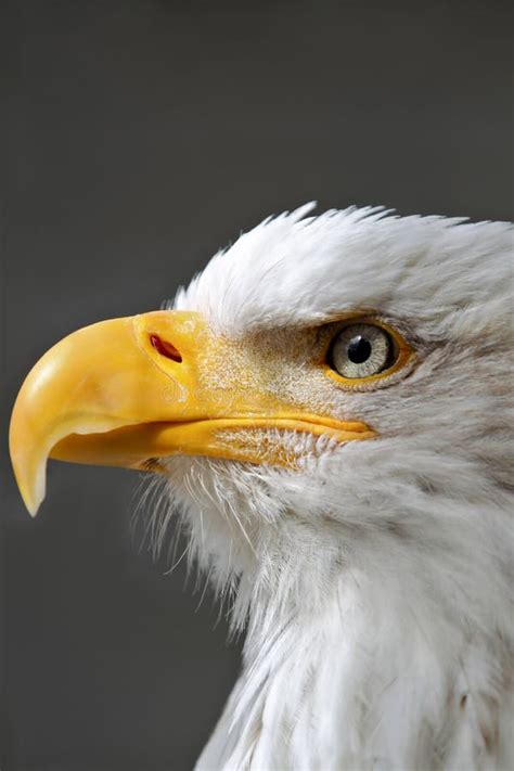 Bald Eagle Head close up stock image. Image of fierce - 32283223