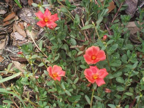 Purslane - I have these in all sorts of colors | My flower, Plants, Flowers