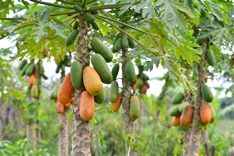 Papaya Tree, Papaya Plant, Fruit Trees, 56% OFF