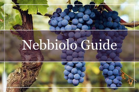 Your Complete Nebbiolo Wine Guide - WinePros