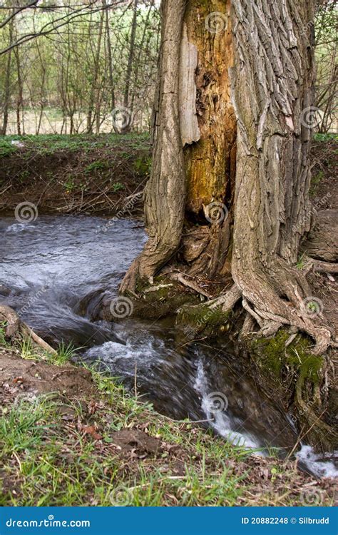 Hollowed-out Tree Royalty Free Stock Photos - Image: 20882248