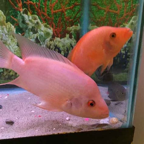 Red Devil Cichlid (Amphilophus labiatus) Species Guide